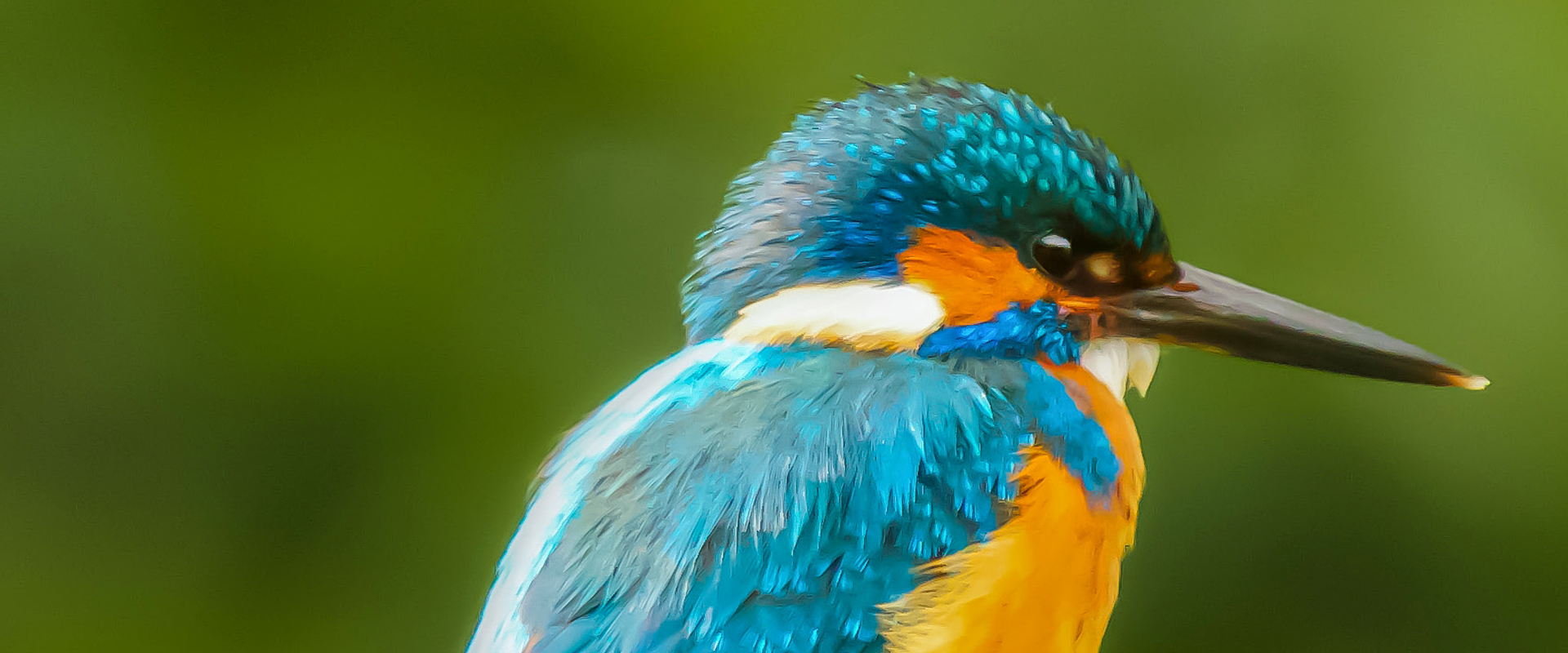 ACC Natural Capital — Caring for the Planet